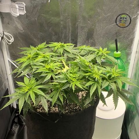 Cotton Candy  growlog timeline photo