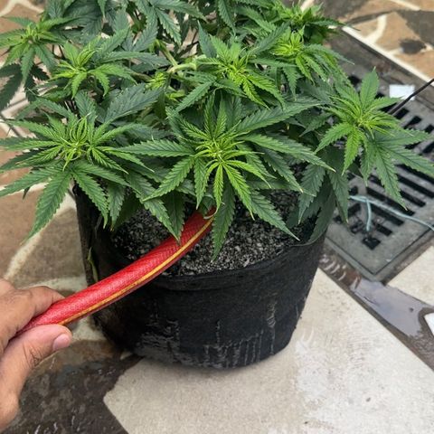 Cotton Candy  growlog timeline photo