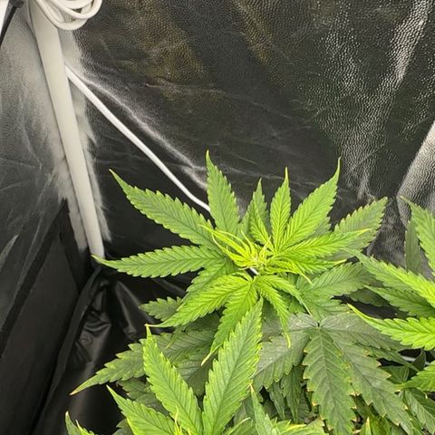 Cotton Candy  growlog timeline photo