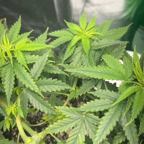 Cotton Candy  growlog timeline photo