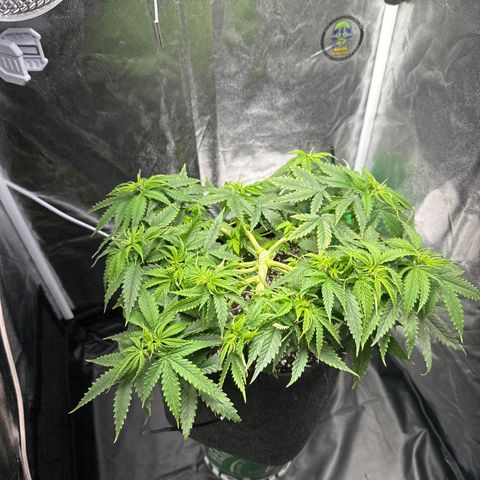 Cotton Candy  growlog photo: Nada feito só observando ….