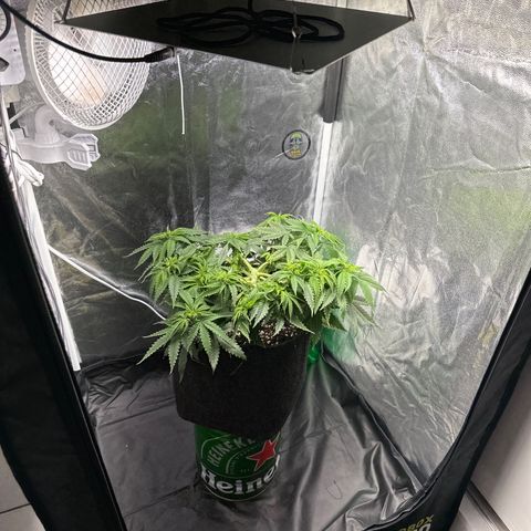 Cotton Candy  growlog photo: Nada feito só observando ….
