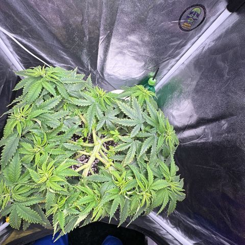 Cotton Candy  growlog photo: Nada feito só observando ….