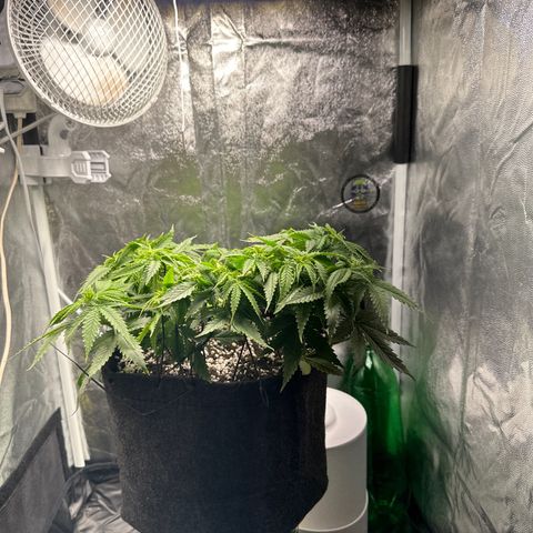 Cotton Candy  growlog photo: Nada feito só observando ….