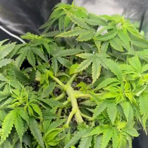 Cotton Candy  growlog photo: Só observando 
