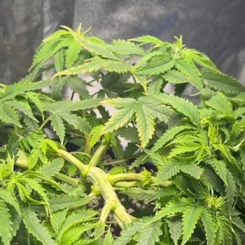 Cotton Candy  growlog photo: Só observando 