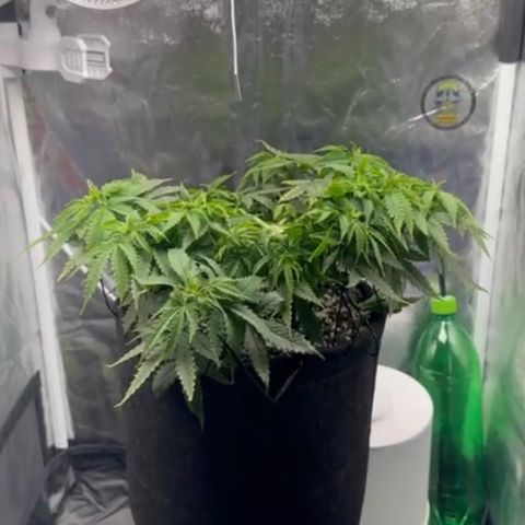 Cotton Candy  growlog photo: Só observando 