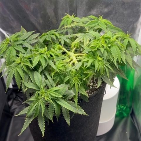 Cotton Candy  growlog photo: Só observando 