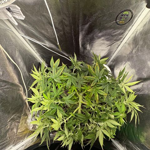 Cotton Candy  growlog photo: Só observando hoje e fiz novas amarras dei hando elas para baixo 
