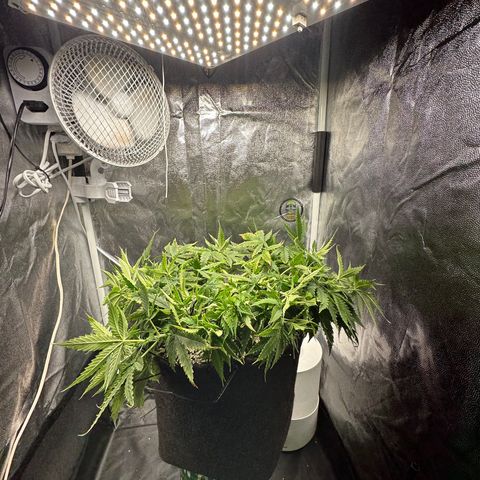 Cotton Candy  growlog photo: Só observando hoje e fiz novas amarras dei hando elas para baixo 