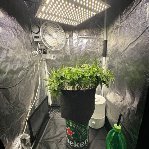 Cotton Candy  growlog photo: Só observando hoje e fiz novas amarras dei hando elas para baixo 