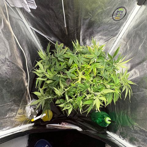 Cotton Candy  growlog photo: Só observando hoje e fiz novas amarras dei hando elas para baixo 