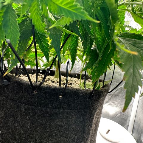 Cotton Candy  growlog photo: Só observando hoje e fiz novas amarras dei hando elas para baixo 