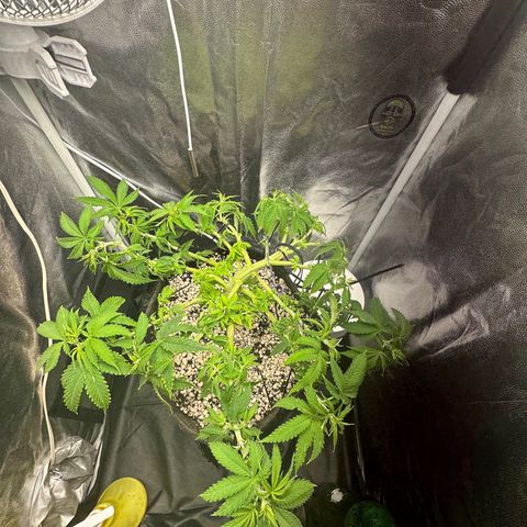 Cotton Candy  growlog timeline photo