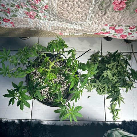 Cotton Candy  growlog timeline photo