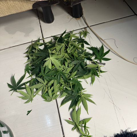 Cotton Candy  growlog timeline photo