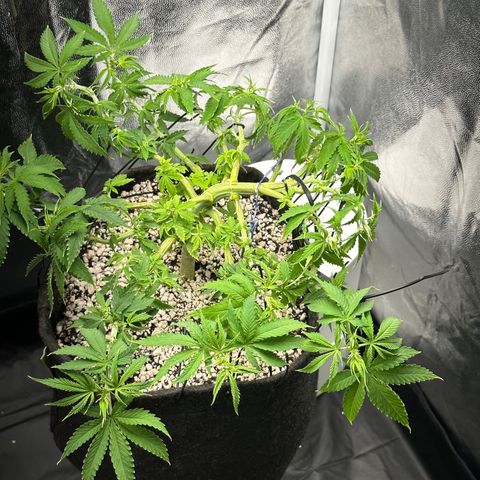 Cotton Candy  growlog timeline photo