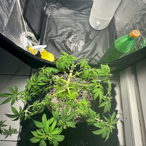 Cotton Candy  growlog timeline photo