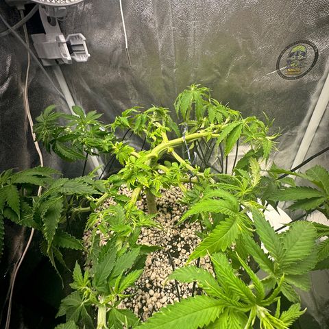 Cotton Candy  growlog timeline photo