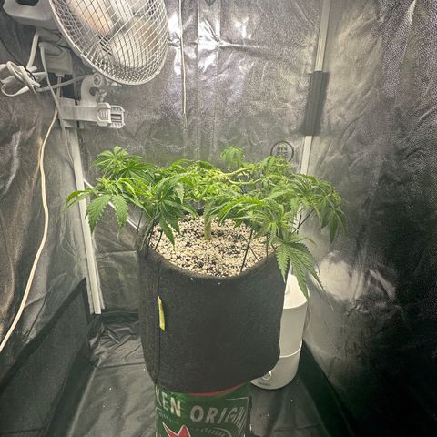 Cotton Candy  growlog timeline photo