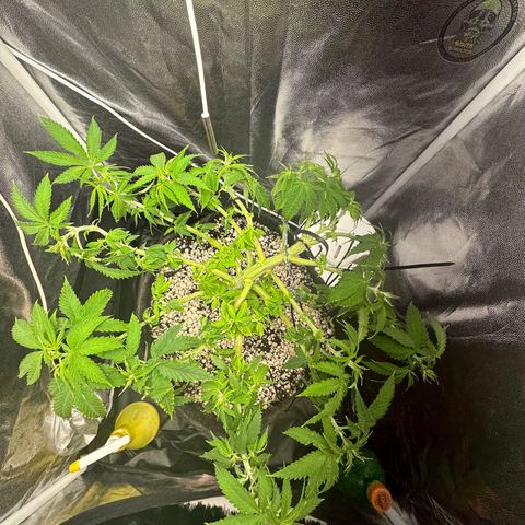 Cotton Candy  growlog timeline photo