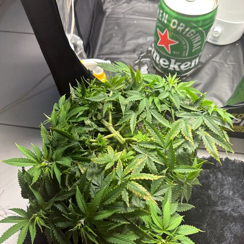 Cotton Candy  growlog timeline photo