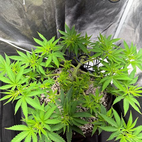 Cotton Candy  growlog photo: Só observando 