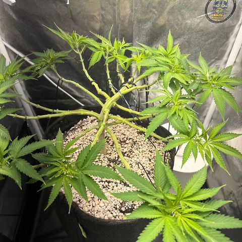 Cotton Candy  growlog photo: Mas uma limpeza até mudar para flora 