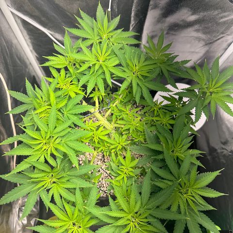 Cotton Candy  growlog photo: Mas uma limpeza até mudar para flora 