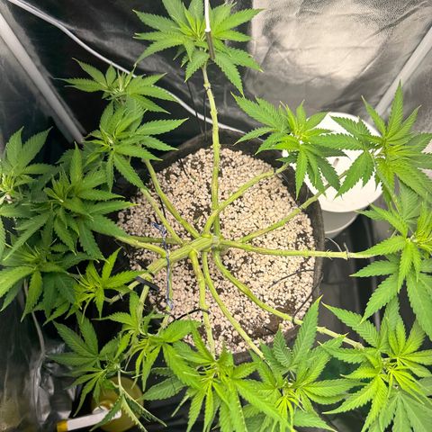 Cotton Candy  growlog photo: Mas uma limpeza até mudar para flora 