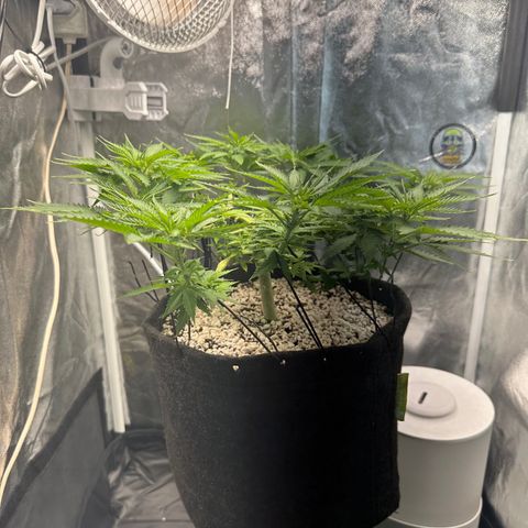 Cotton Candy  growlog photo: Mas uma limpeza até mudar para flora 