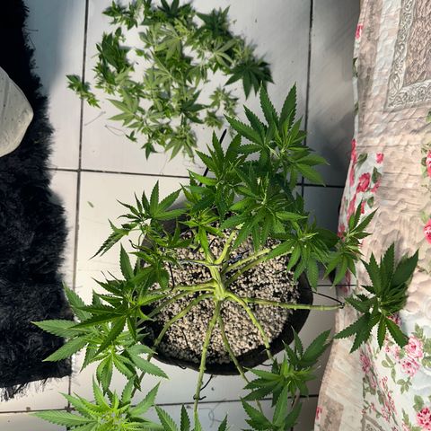 Cotton Candy  growlog photo: Mas uma limpeza até mudar para flora 