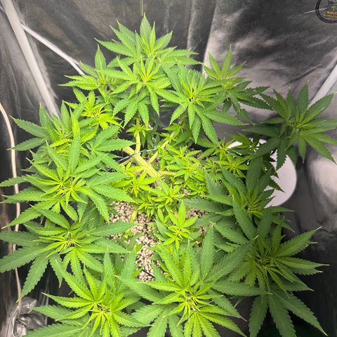 Cotton Candy  growlog photo: Mas uma limpeza até mudar para flora 