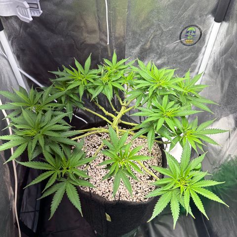 Cotton Candy  growlog photo: Só observando 