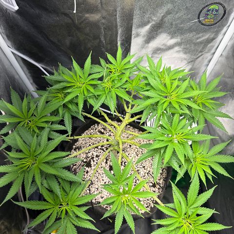 Cotton Candy  growlog photo: Só observando 