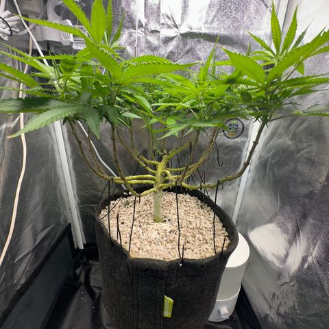 Cotton Candy  growlog photo: Está bem 