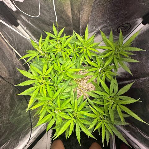 Cotton Candy  growlog photo: Está bem 