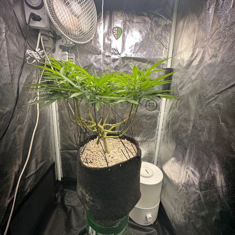 Cotton Candy  growlog photo: Está bem 