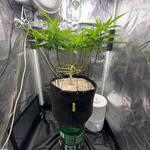 Cotton Candy  growlog photo: Está bem 