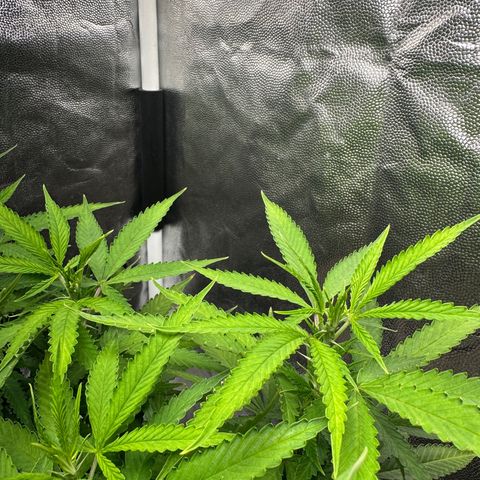 Cotton Candy  growlog photo: 1 dia da flora 