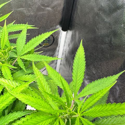 Cotton Candy  growlog photo: 1 dia da flora 
