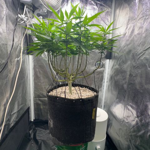 Cotton Candy  growlog photo: 1 dia da flora 
