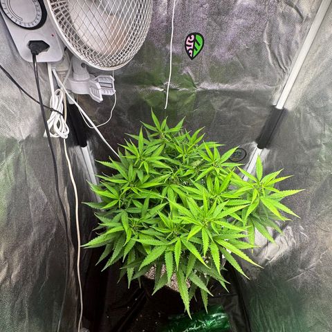 Cotton Candy  growlog photo: 1 dia da flora 