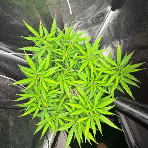 Cotton Candy  growlog photo: 1 dia da flora 