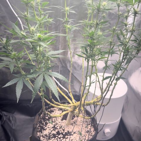 Cotton Candy  growlog photo: Poda hoje é regada com fért 