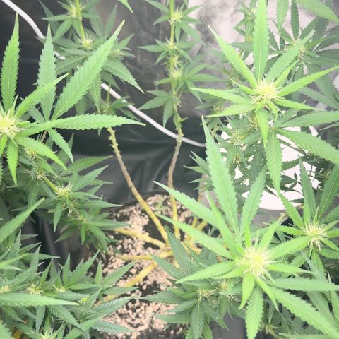 Cotton Candy  growlog photo: Poda hoje é regada com fért 