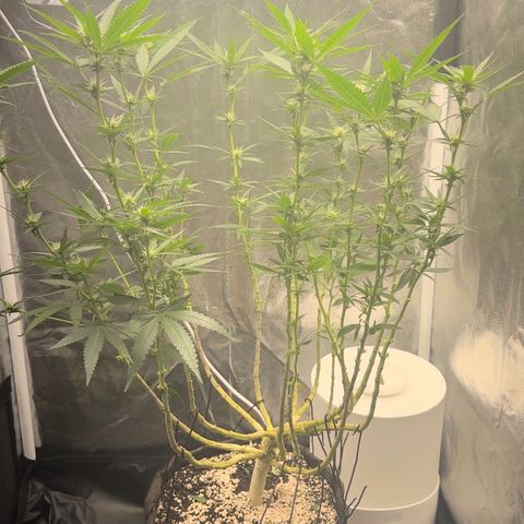 Cotton Candy  growlog photo: Poda hoje é regada com fért 