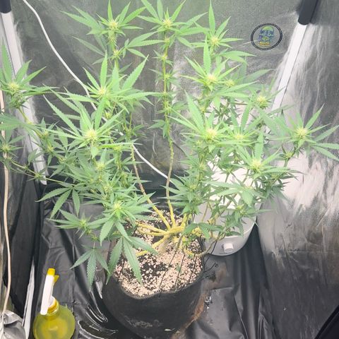 Cotton Candy  growlog photo: Poda hoje é regada com fért 