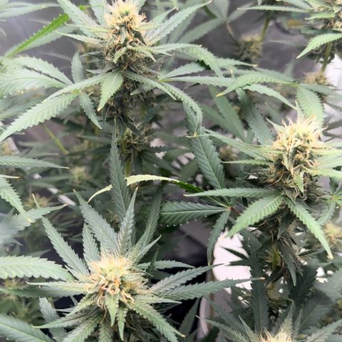 Cotton Candy  growlog timeline photo