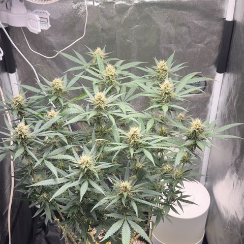 Cotton Candy  growlog timeline photo